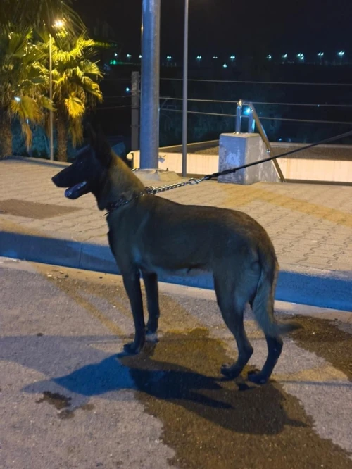 Malinois