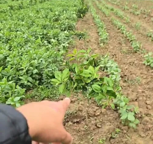 Vente Terrain Agricole Tipaza Khemisti