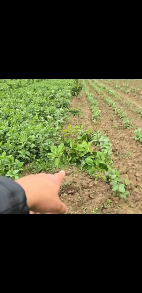 Vente Terrain Agricole Tipaza Khemisti