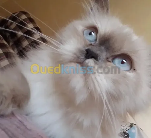 Chat