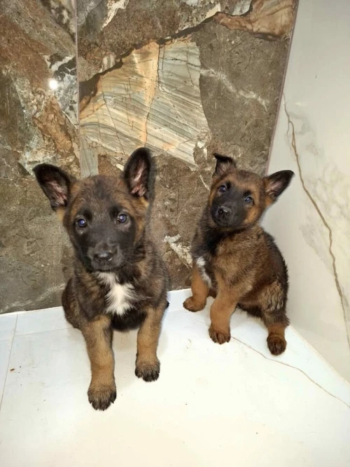 chiot malinois