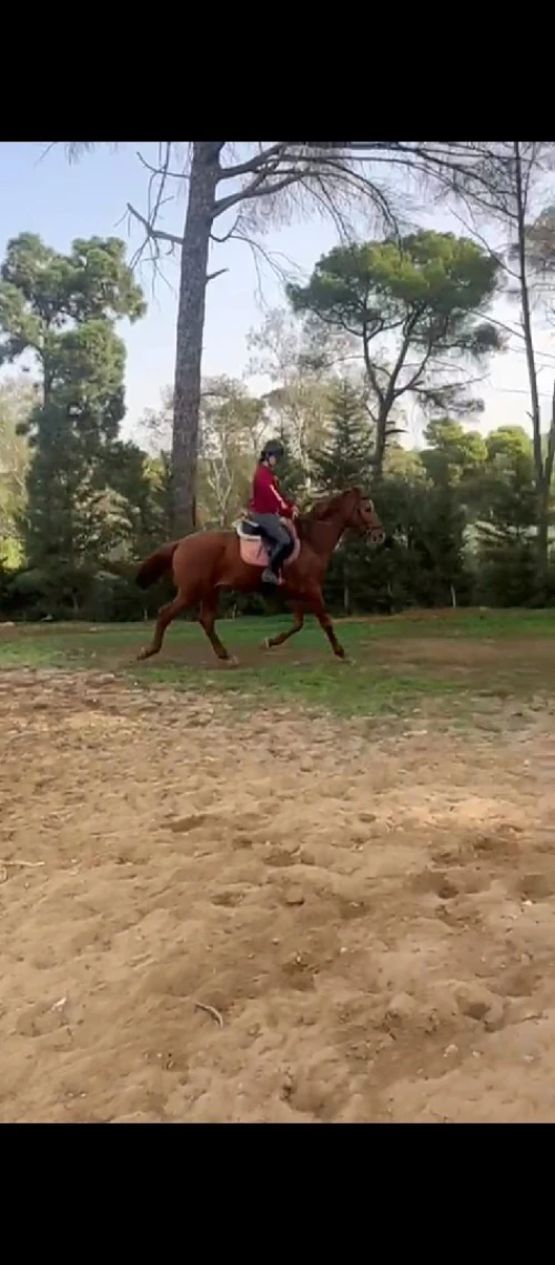 Cheval