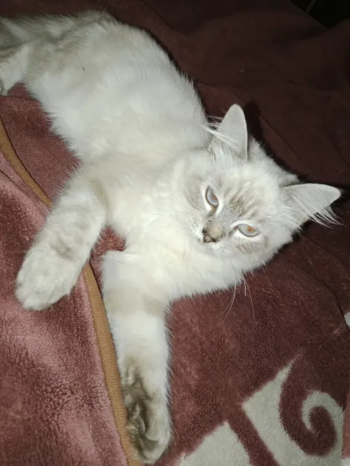 Chaton Ragdoll croisé siamois 4 mois