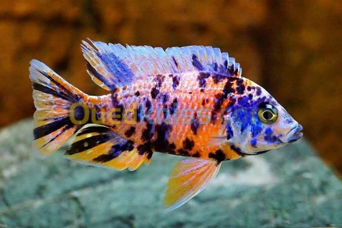 Poisson ob