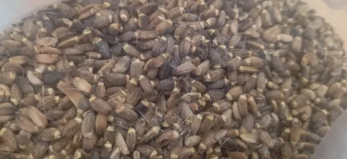 Grains chardon marie بذور شوك الجمل 