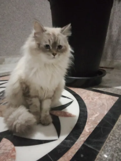 Chat a vendre