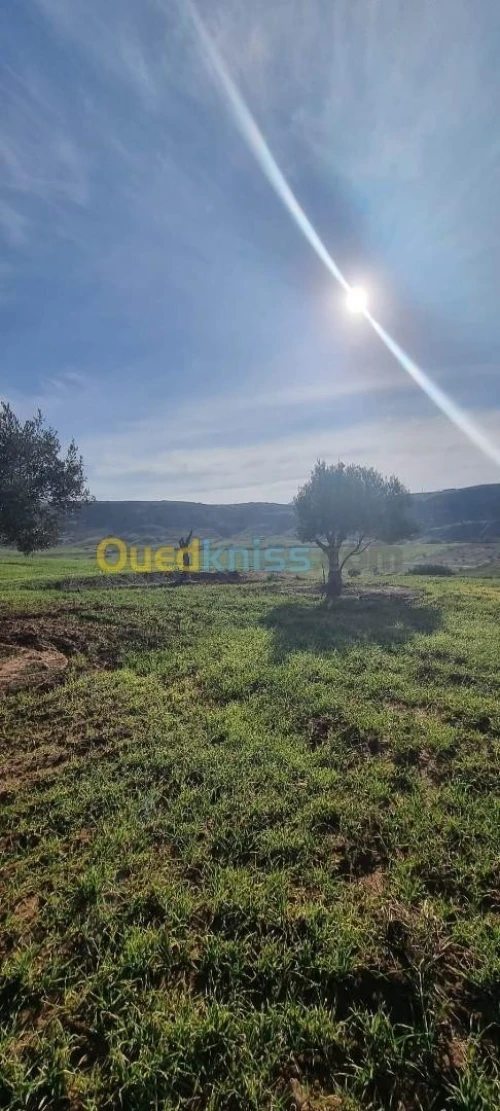 Vente Terrain Mostaganem Mostaganem