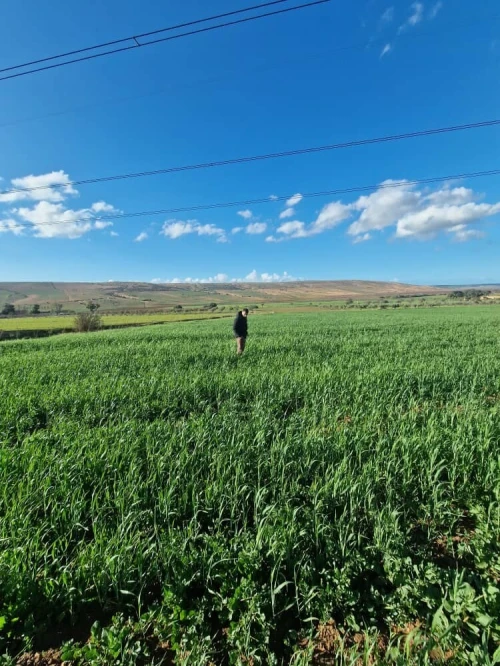 Vente Terrain Agricole Oran Boufatis