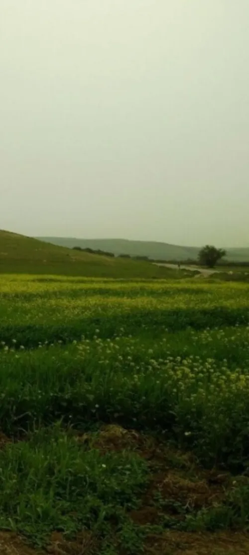 Vente Terrain Agricole Oran Boufatis
