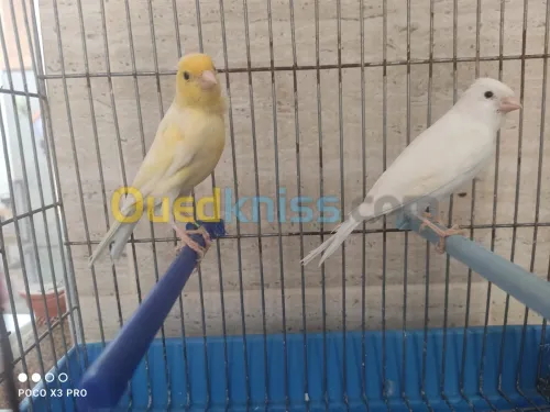 Couple canaris ordinaires 
