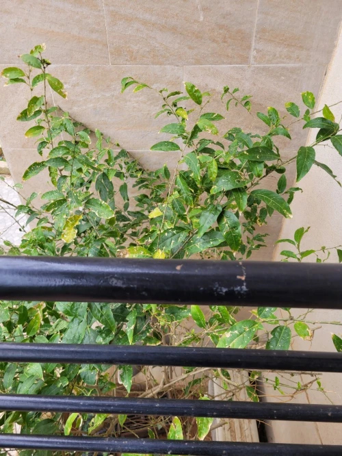 Location vacances Appartement F3 Alger Cheraga