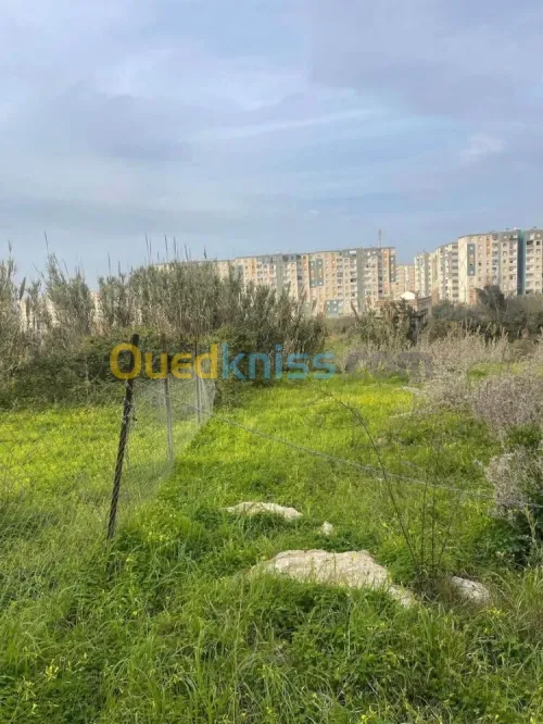 Vente Terrain Alger Ouled fayet