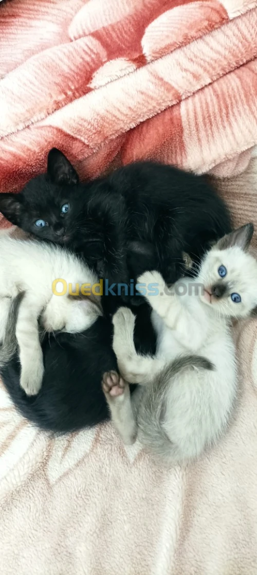 Chaton siamos