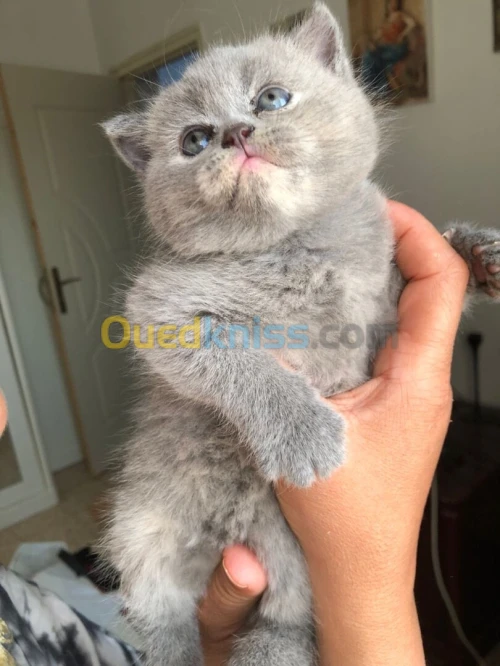 British shorthair et scottish fold