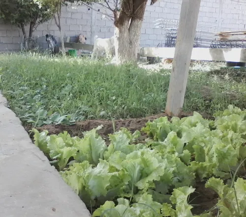 Vente Villa Laghouat Laghouat
