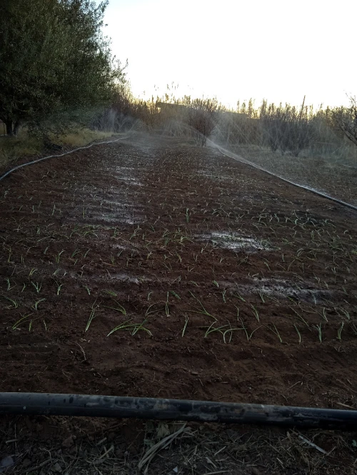 Vente Villa Laghouat Laghouat