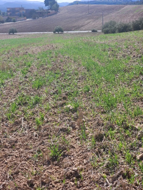 Vente Terrain Agricole Bouira Oued el berdi
