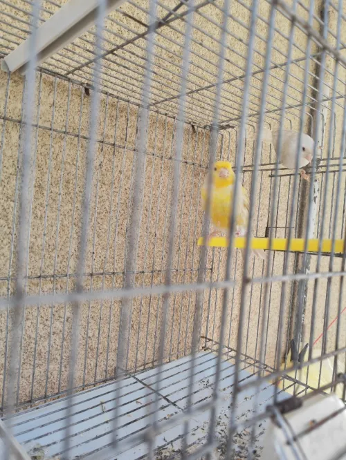 Canari satiné