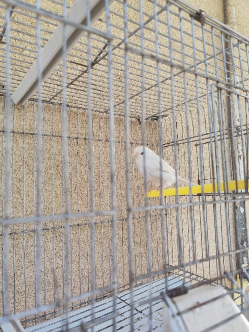 Canari satiné