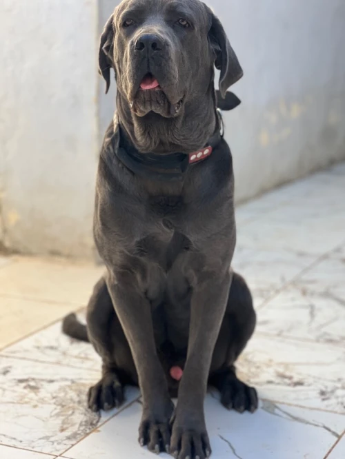 Cane corso