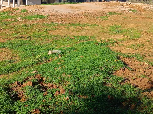 Vente Terrain Alger El achour