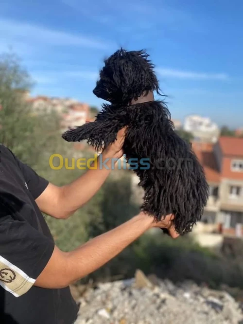 Caniche bichon femelle