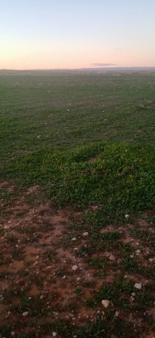 Location Terrain Agricole Djelfa Ain oussara