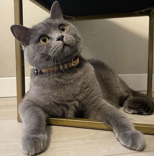 Garde chat