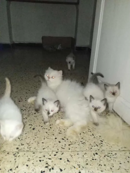 Chattons 5 femelles persan siamois