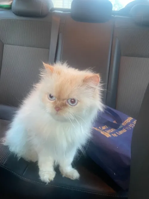 Himalayen de 8 mois