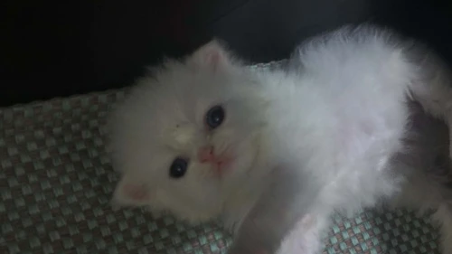 Persan piky fice