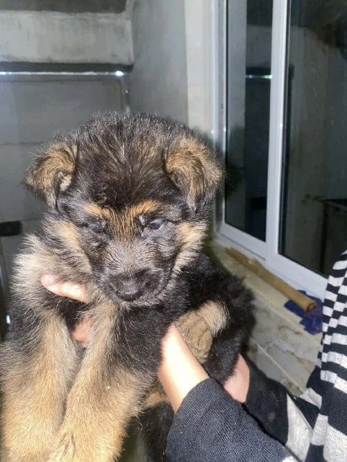 Chiot