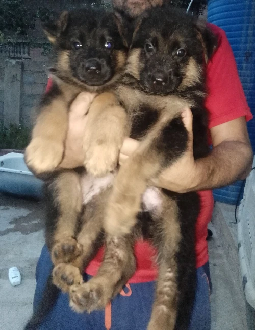 Chiot berger allemand 
