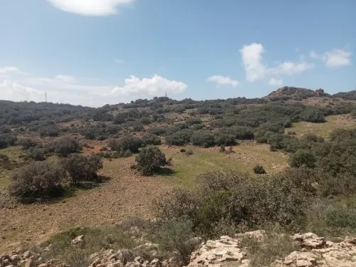 Vente Terrain Agricole Tlemcen Tirni beni hediel