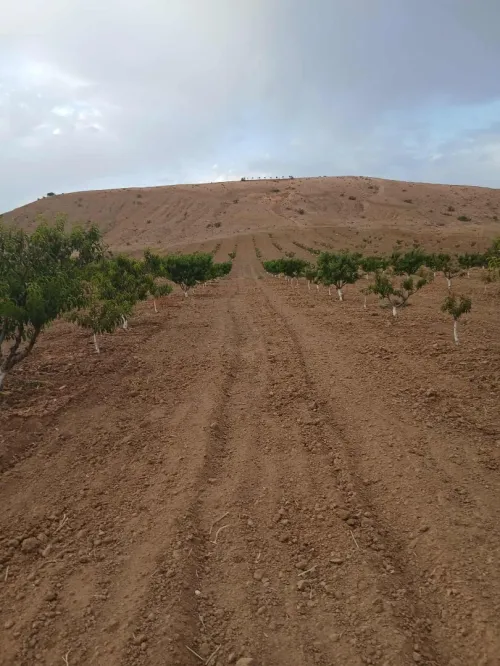 Vente Terrain Agricole Tlemcen Amieur