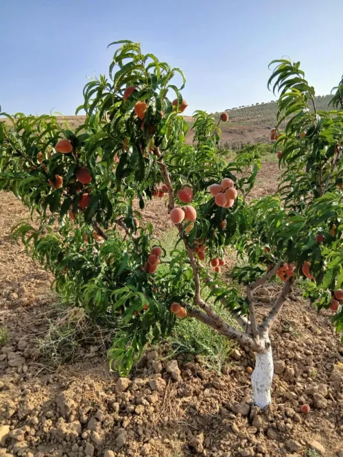 Vente Terrain Agricole Tlemcen Amieur