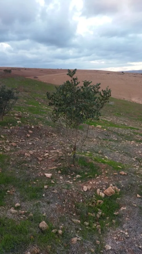 Vente Terrain Relizane El matmar