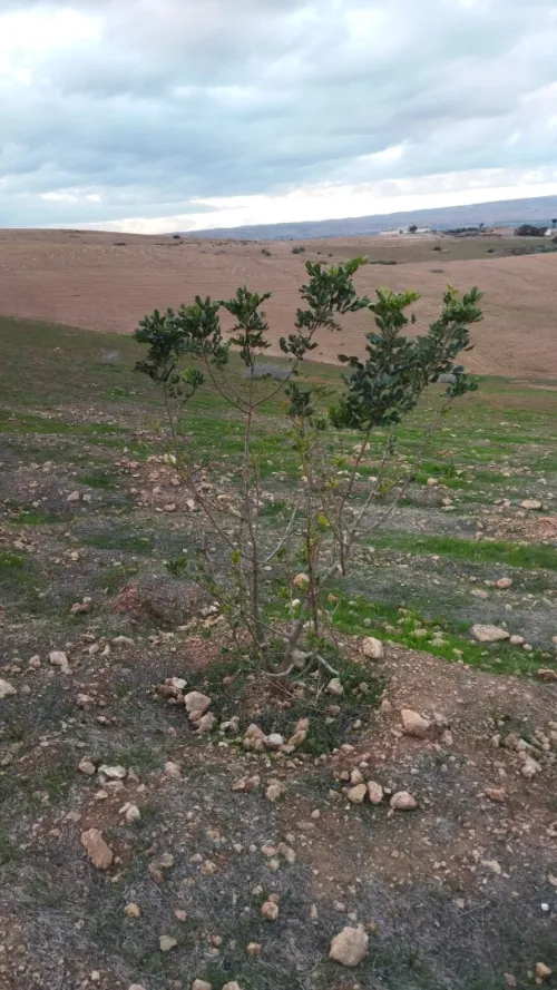 Vente Terrain Relizane El matmar