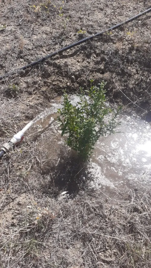 Vente Terrain Agricole Bordj bou arreridj Mansoura