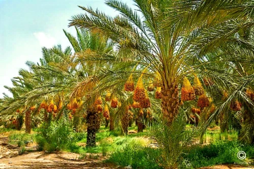 Vente Terrain Agricole Biskra Biskra