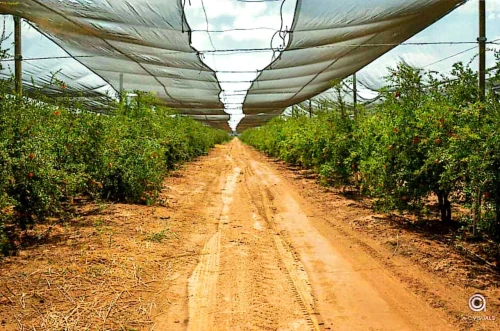 Vente Terrain Agricole Biskra Biskra