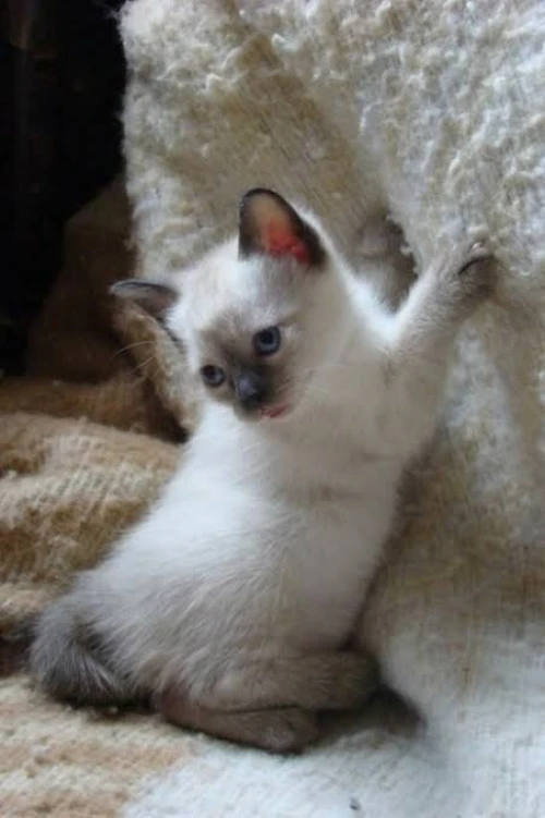 Chat Siamois Femelle Age 45 Jour