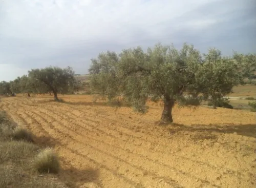 Vente Terrain Agricole Béjaïa Bejaia