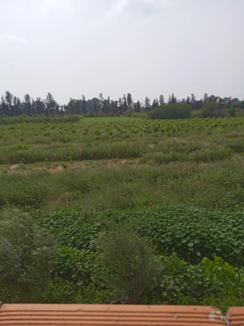 Vente Carcasse Blida Boufarik