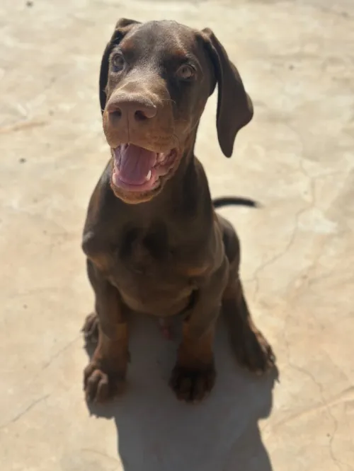 Chien doberman européen 