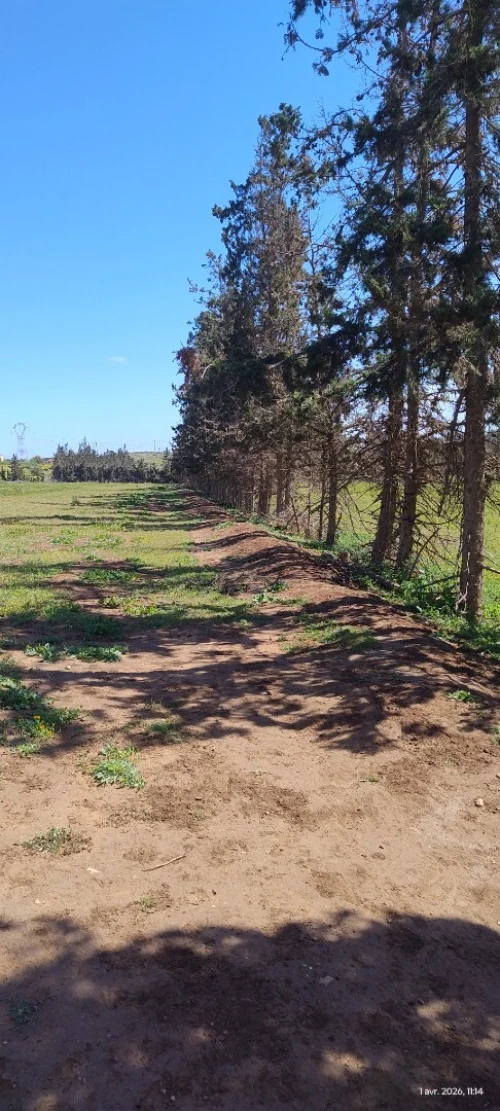 Vente Terrain Agricole Mostaganem Stidia