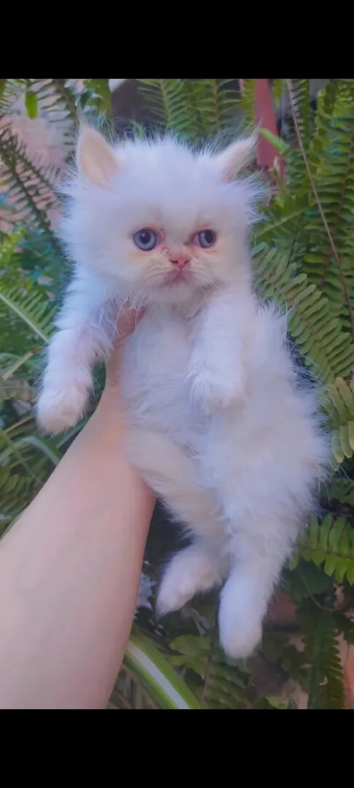 Femelle persan 