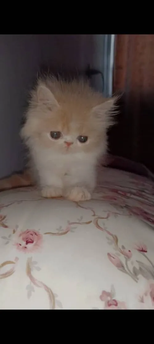 Mâle peke face 
