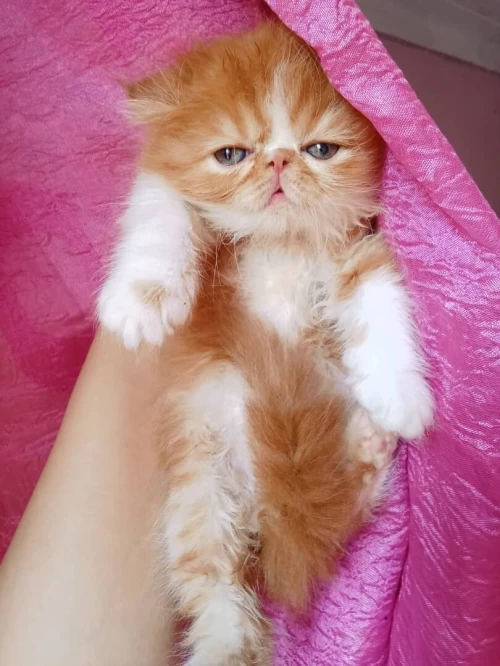 Femelle peke face 