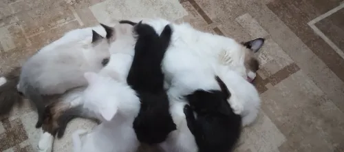 cat persan ragdoll